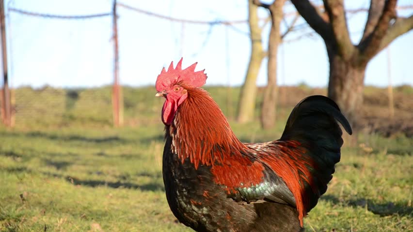 Header of rooster