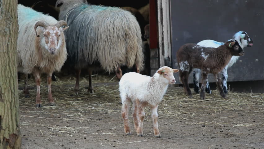Managing Your Ewe and Her Newborn Lambs