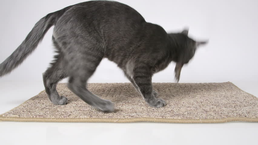 Header of mouser