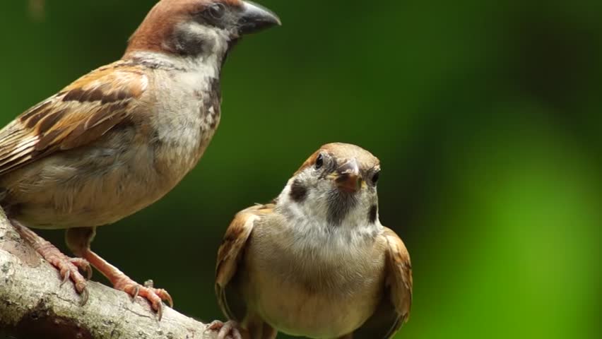 National Bird Of Philippines Maya - Design Talk