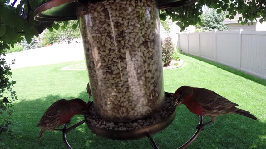 Garden Bird Feeder With Small Stock Footage Video 100 Royalty