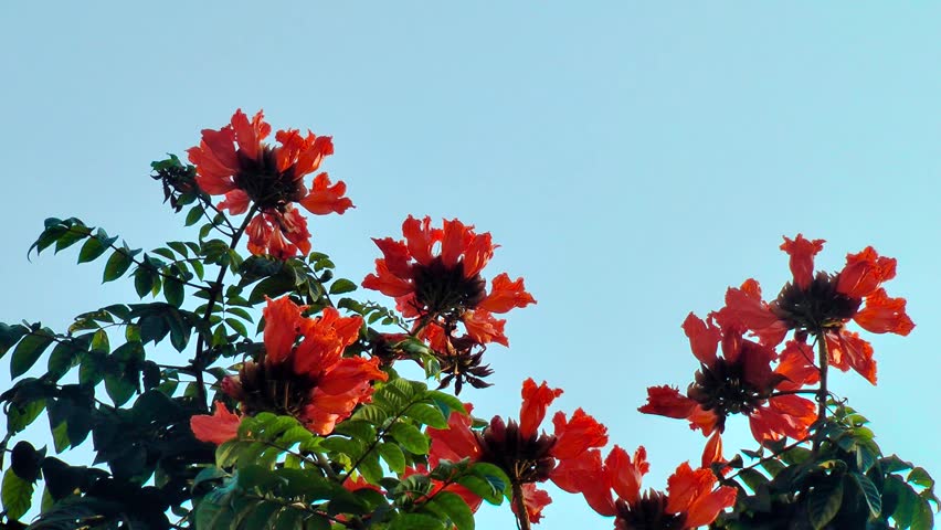 Tropical Tree Spathodea With Red Vidéos De Stock 100 Libres Tropical Tree Spathodea With Red Vidéos De Stock 100 Libres Droit 9271055 Shutterstock