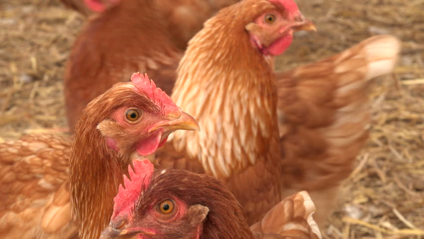 poultry sex link Grey anal easter
