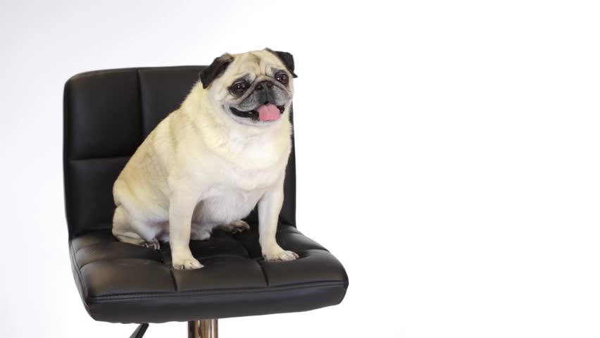 Hd00 13cream Colored Adult Pug Dog Sat On A Leather Chair