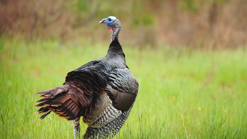 Wild Turkey (Meleagris Gallopavo) Mature Male Gobblers Feeding And Then ...