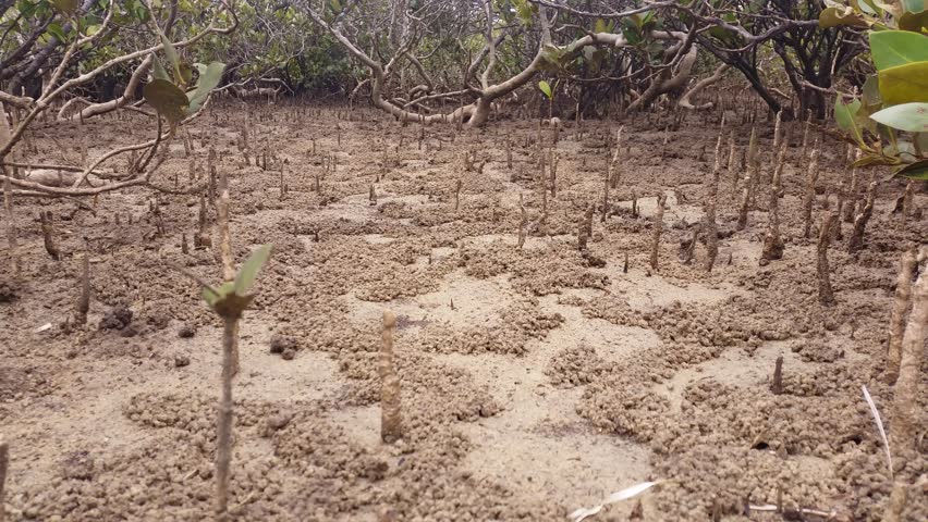 Stock Video Clip of Mangrove Swamp Forest - Marine Estuaries Mud ...