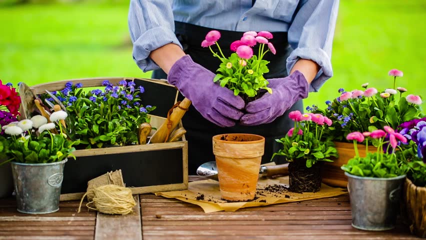 Planting flowers. Домашние горшки для цветовода. Труд цветоводство. Цветовод - декоратор - комнатных растений. Юный цветовод.