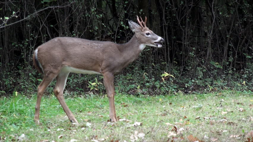 White-tailed Deer Buck Demonstrating Rut Behavior By Scraping And ...