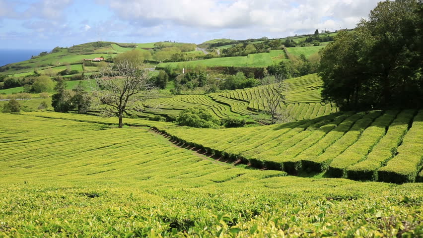 Gorreana tea plants
