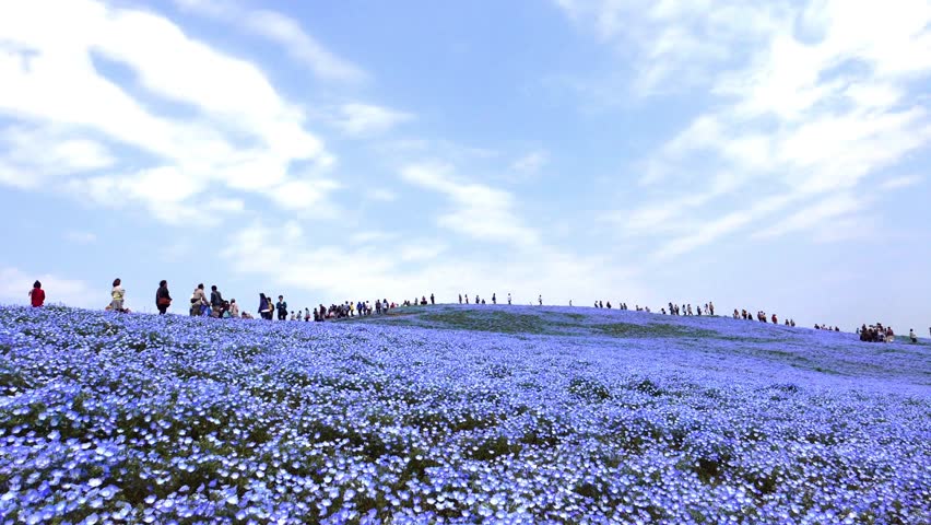 Nemophila Flower Field Baby Blue Stock Footage Video 100 Royalty Nemophila Flower Field Baby Blue Eyes Flowers In The Garden