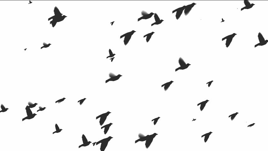 Silhouette Of Flying Birds On White Background