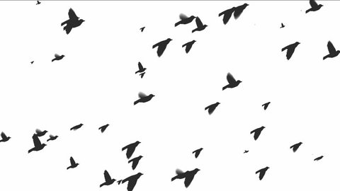 Silhouette Flying Birds On White Background Stock Footage Video (100%  Royalty-free) 984295 | Shutterstock