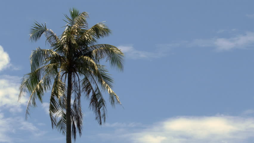 A Palm Tree In Tropical Stock Footage Video 100 Royalty Free A Palm Tree In Tropical Southeastern Asia Thailand Is Moving The Wind Against Beautiful Blue Sky With Few White Clouds This 30p Version