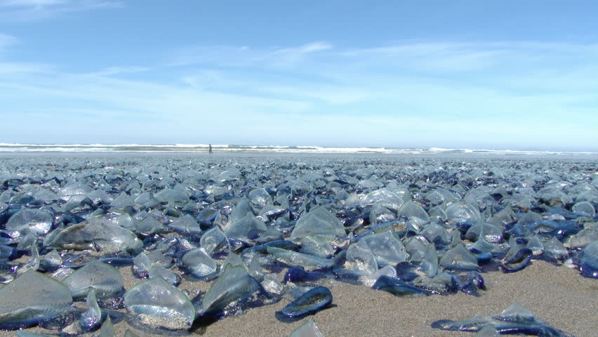 Header of Velella